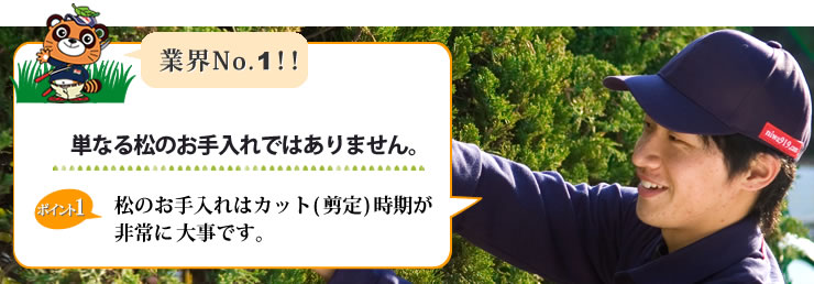 業界NO.1 単なる松の剪定 お手入れではありません。松のお手入れはカット・剪定時期が非常に大事です。