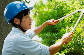 植木の剪定作業