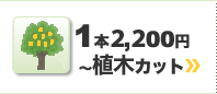 一本からの植木カット