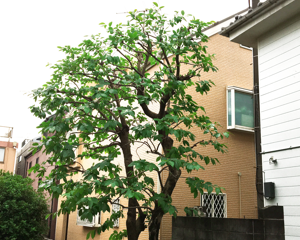 カキの木の剪定後