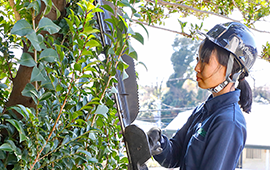 植込み・生垣のカットは長さと高さが基準です。高い生垣も大丈夫です。