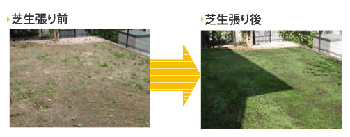 芝生張りの庭クイック 東京 神奈川 埼玉 千葉 造園の庭クイック