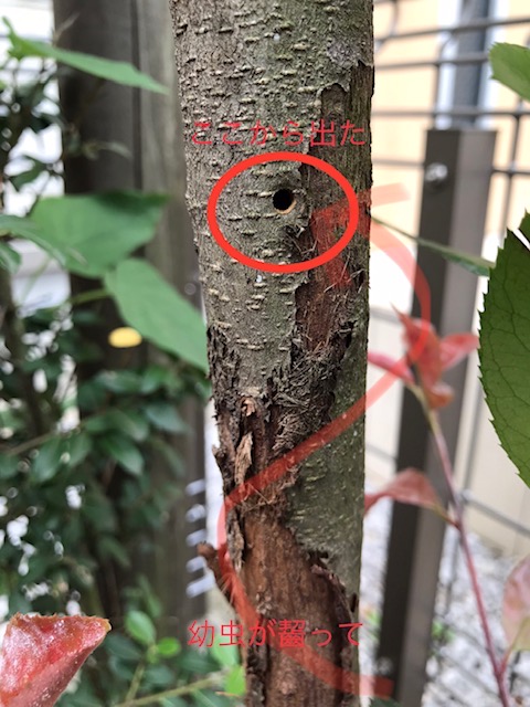 カミキリムシが来る！いや、いる！ | 東京・神奈川・埼玉・千葉