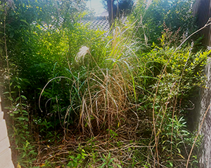 各樹木剪定・草刈り前