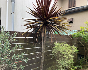 ドラセナ抜根前