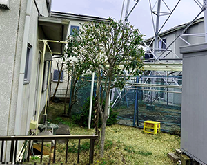 キンモクセイ剪定後