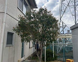 キンモクセイ剪定前