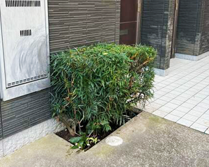 ヒイラギナンテン剪定後