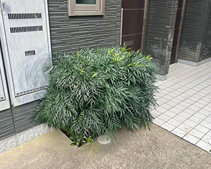 ヒイラギナンテン剪定前