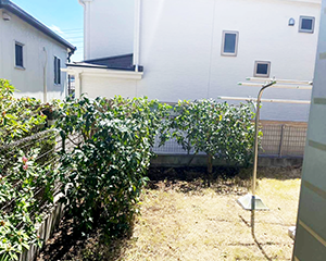 キンモクセイ剪定後