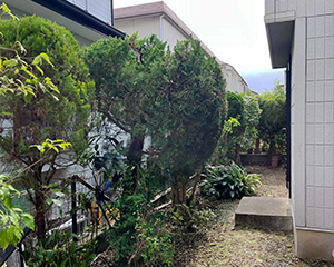 空き家の草刈・剪定・伐採後