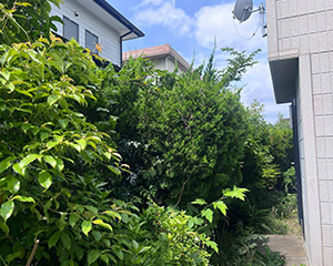 空き家の草刈・剪定・伐採前