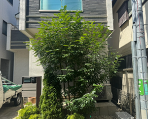 シマトネリコ剪定前