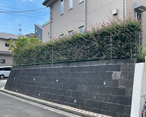 トキワマンサク刈込前