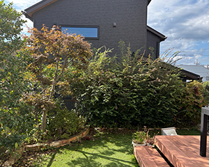 お庭全体のお手入れ前