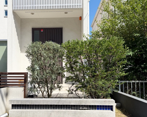 マホニアとオリーブ剪定