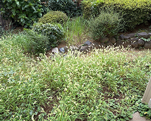 お庭全体の剪定・草刈り前