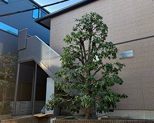 カシの木剪定後