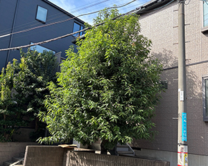 カシの木剪定前