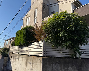 シマトネリコ・サルスベリ・コニファー剪定前