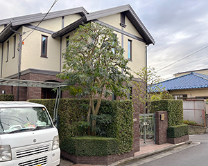 シマトネリコ剪定後