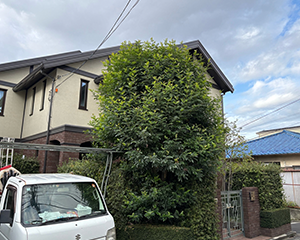 シマトネリコ剪定前