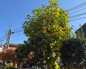 モクレン剪定前