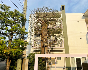 クスノキ剪定後