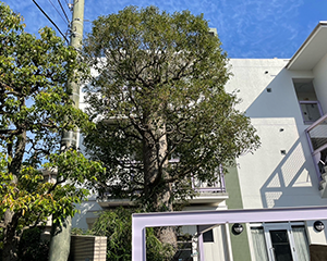 クスノキ剪定前