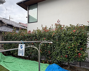 レッドロビン刈り込み前