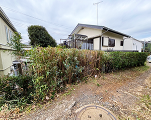 混合生垣カット後