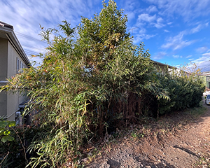 混合生垣カット前