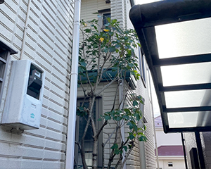 カクレミノ剪定後