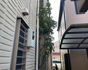 カクレミノ剪定前