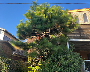 高木松剪定前