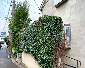 レッドロビン刈り込み後