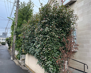 レッドロビン刈り込み前