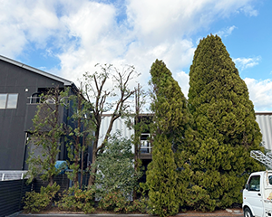 規格外強剪定後