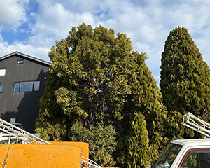 規格外強剪定前